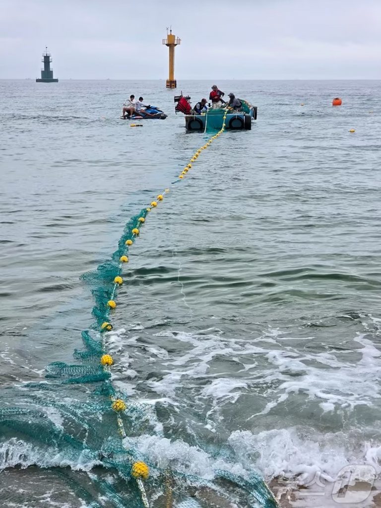 江原道束草海水浴場に設置される有害生物防止網(c)news1