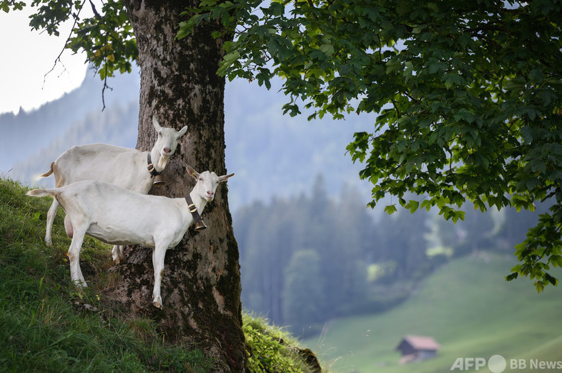【今日の1枚】絵はがきのような光景、秋日和のヤギ スイス