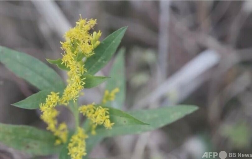 上海で外来侵入種「セイタカアワダチソウ」発見