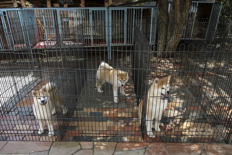 ザギトワ選手もとりこ、世界中がとろける秋田犬