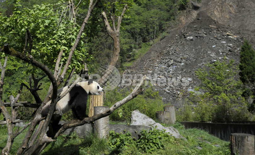 四川大地震でパンダ絶滅の危機高まる、中国科学院