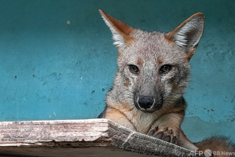 ハスキー犬のルンルン、実は「クルペオギツネ」 ペルー