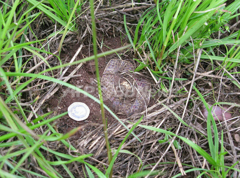 地面からアングロサクソン時代の金・銀のお宝がざくざく、英国