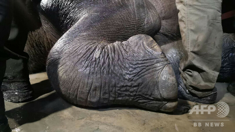 若い雄のゾウ、排水溝に落ちて感電死 タイ