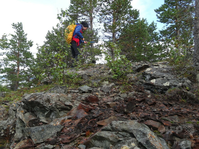 木の年輪に第2次世界大戦の「爪痕」、北欧の森林で発見