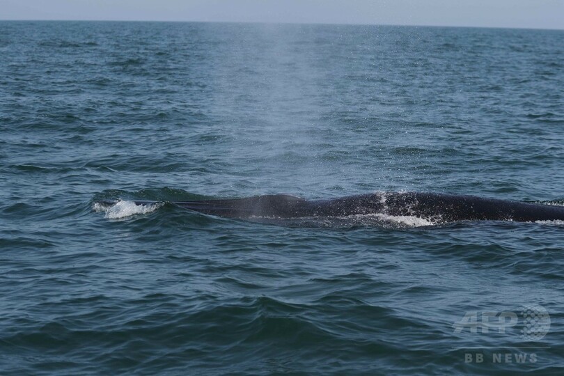 広西潿洲島海域に大型クジラ 中国大陸周辺海域で初