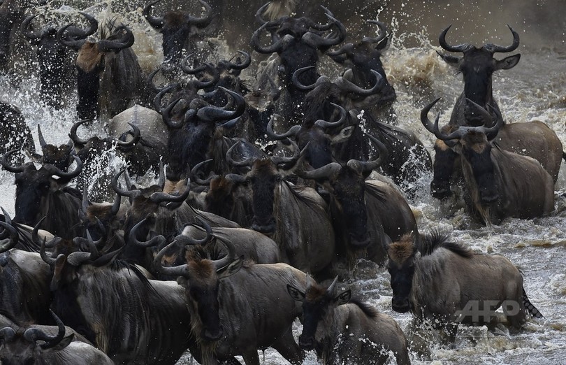 ヌーが川を渡り大移動 ケニアのマサイマラ国立保護区 写真25枚 国際ニュース Afpbb News