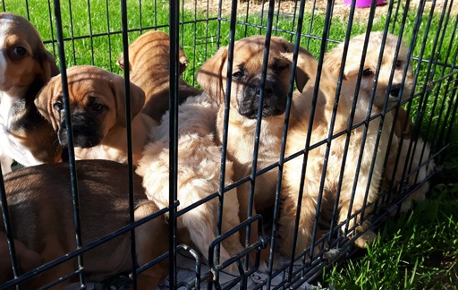 犬繁殖業の中心地 子犬の密輸出に悩むアイルランド 写真3枚 国際ニュース Afpbb News