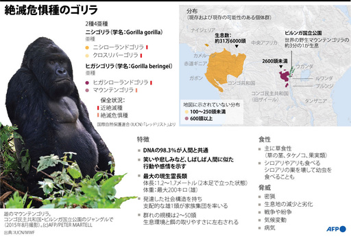 図解】ゴリラ含む絶滅危惧動物200種、武力紛争で危機に IUCN 写真11枚