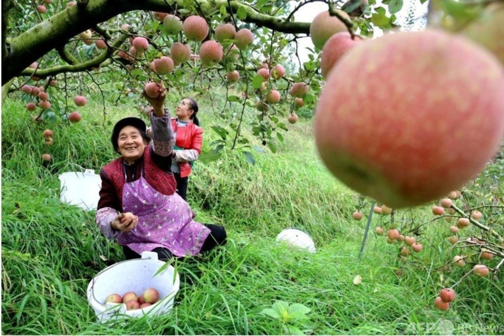 リンゴを植えて生活を安定させる 両会代表の物語 写真1枚 国際ニュース Afpbb News