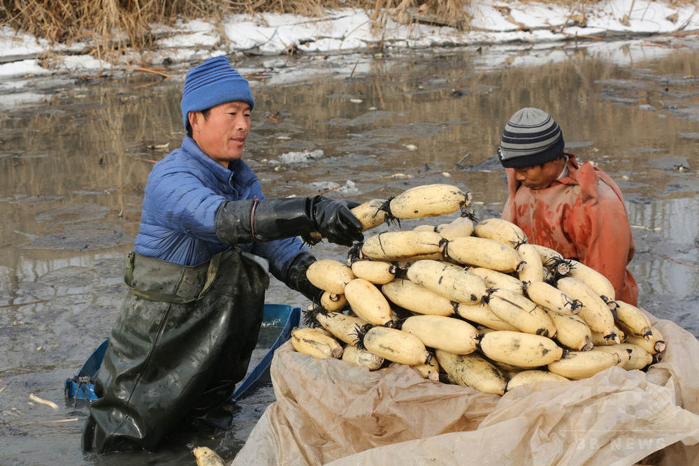 やったぜ 所要時間30分足らずで最高級のレンコンをゲットだ Josui Do のブックマーク はてなブックマーク