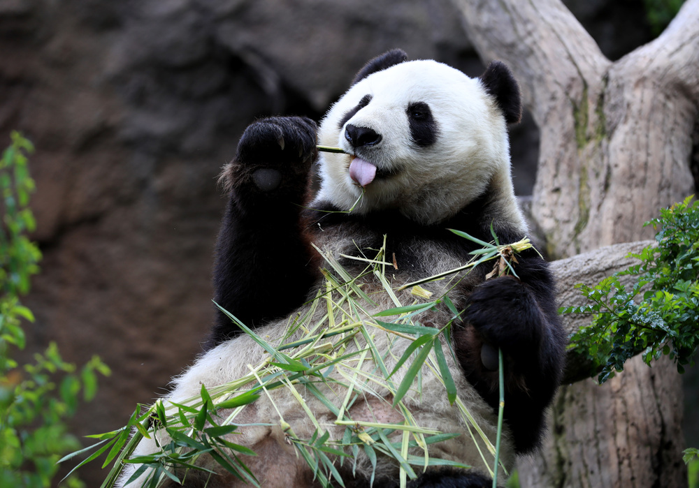 米サンディエゴ動物園でパンダの お別れパーティー 開催 写真13枚 国際ニュース Afpbb News