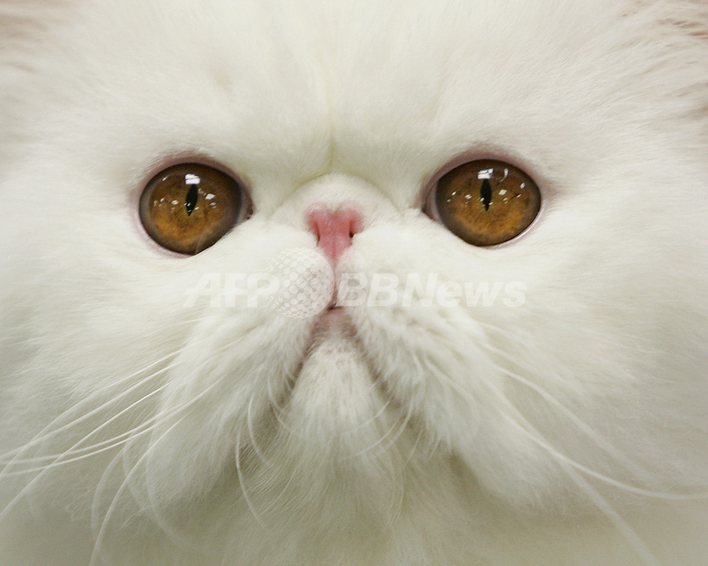 洗濯機のふたを開けたら「ニャオ」