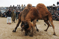 アフガニスタン北部バルフ（Balkh）州マザリシャリフ（Mazar-i-Sharif）で22日、新年行事の一環としてラクダを闘わせる催しが行われた。写真は、闘うラクダ（2010年3月22日撮影）。(c)AFP/SHAH Marai