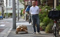東京・月島の道を歩く亀のボンちゃんと飼い主の三谷久夫さん（2015年6月10日撮影）。(c)AFP/KAZUHIRO NOGI