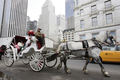 米ニューヨーク（New York）のセントラルパークサウス（Central Park South）を走る馬車（2007年12月20日撮影）
。(c)AFP/DON EMMERT