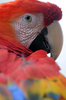 ホンジュラスの首都テグシガルパ（Tegucigalpa）北部の動物園では、動物たちが思い思いに時を過ごしている。写真はカメラを見つめるオウム（2012年7月12日撮影）。(c)AFP/Orlando SIERRA