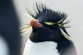 南大西洋の英領フォークランド諸島のイワトビペンギン（2019年10月9日撮影）。(c)Pablo PORCIUNCULA BRUNE / AFP