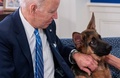 米首都ワシントンのホワイトハウスで、愛犬「コマンダー」をなでるジョー・バイデン米大統領（2021年12月25日撮影）。(c)SAUL LOEB / AFP