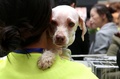 ボランティアに抱えられ、飼い主を待つ犬（2017年11月12日撮影）。(c)CNS/張海雯