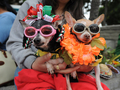 イエス・キリストの復活を祝うキリスト教の宗教行事「復活祭（Easter）」の前日にあたる11日、カリフォルニア（California）州ロサンゼルス（Los Angeles）でロジャー・マホーニー（Roger Mahony）枢機卿の祝福を受けるため順番を待つペットのチワワ。動物たちが人間の役に立っていることへのお礼として行われる動物への祝福は、復活祭前日の恒例行事となっている（2009年4月11日撮影）。(c)AFP/Robyn BECK
