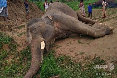 死んでる象 絶滅危機のアジアゾウが感電死、牙が高圧線に接触 バングラデシュ 写真