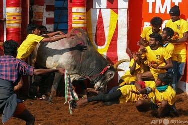 伝統の牛追い祭り、インド最高裁が再開支持 動物虐待の声も 写真3枚