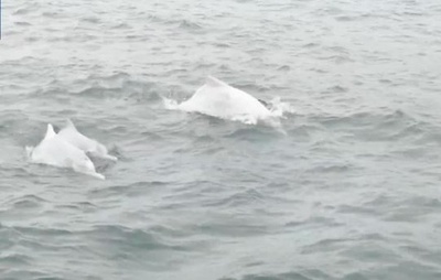 「海のジャイアントパンダ」、中国広東省の海域に現れる
