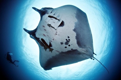 「ドゥ･ラ･メール」主催ビーチクリーンイベント、6月8日開催