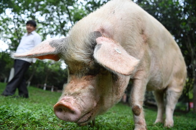 四川大地震で生き延びたブタ、けが乗り越え毎日散歩