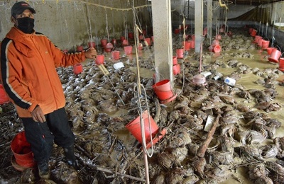 豪雨で鶏も大量に犠牲に…ボリビア