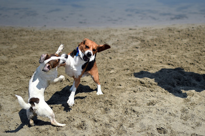 飼い主の存在、犬同士での遊びを後押し 米研究