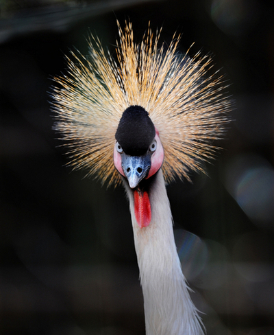 ナイロビ国立公園、親を亡くしたカンムリヅル