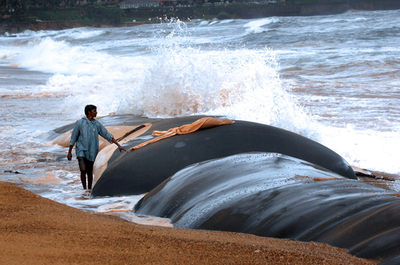 海岸浸食防止の秘密兵器「ジオチューブ」、インドのリゾートビーチに登場