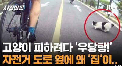 自転車道のすぐ横に「猫の家」が…ソウル・飛び出した猫を避け転倒、肋骨骨折と11万円超の被害に怒りの声