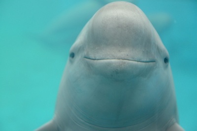 長江スナメリの数は安定傾向 生態系保護進む