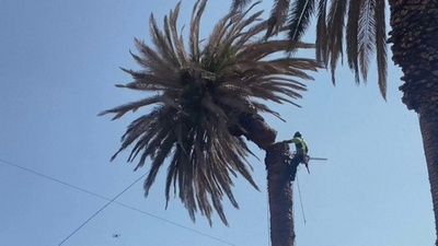 字幕:メキシコ市の象徴「ヤシの木」撤去 気候変動と食害で