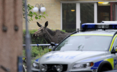 ヘラジカが高齢者施設に突入、一時騒動に スウェーデン