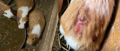 「観覧客の笑顔の裏で」皮膚が露出したモルモットを放置…韓国の体験型動物施設を刑事告発