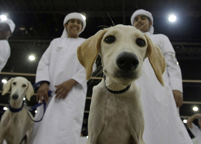 アブダビ狩猟乗馬見本市、「美犬」コンテストも
