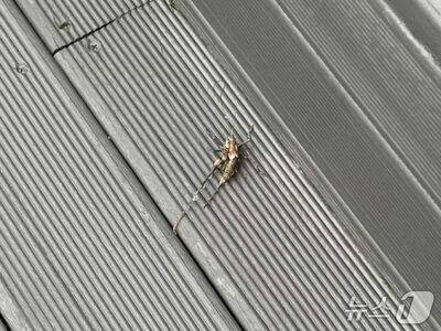 ソウル北部で褐色のキリギリス相次ぐ…市「過度な警戒不要」
