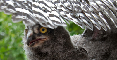 仲良しなフクロウの赤ちゃんたち、ドイツ
