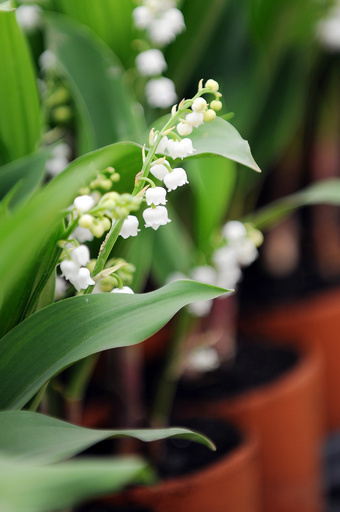 スマート植木鉢で植物の管理を手助け、CES