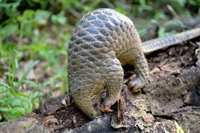 珍獣オオセンザンコウ、貴重な撮影に成功 子連れの姿も