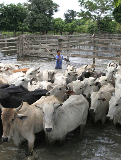 豪雨と洪水で急速に広まる伝染病 - ボリビア
