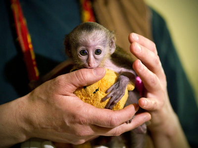 プーさんと遊ぶモナモンキーの赤ちゃん、ドイツ