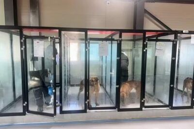 「臭い」と言って立ち尽くすだけ…韓国の動物保護施設で“観光感覚”ボランティアに落胆の声