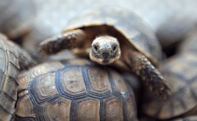 カメを売るモロッコの露店