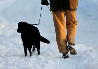 別れた女性から愛犬を取り戻したい！　米男性がネットで募金呼び掛け