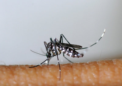 放射線と細菌で蚊を根絶、中国の実験で成果